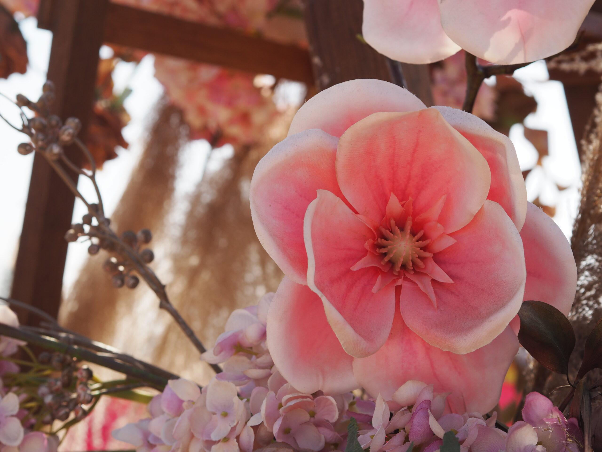 Close-up of delicate pink flowers.