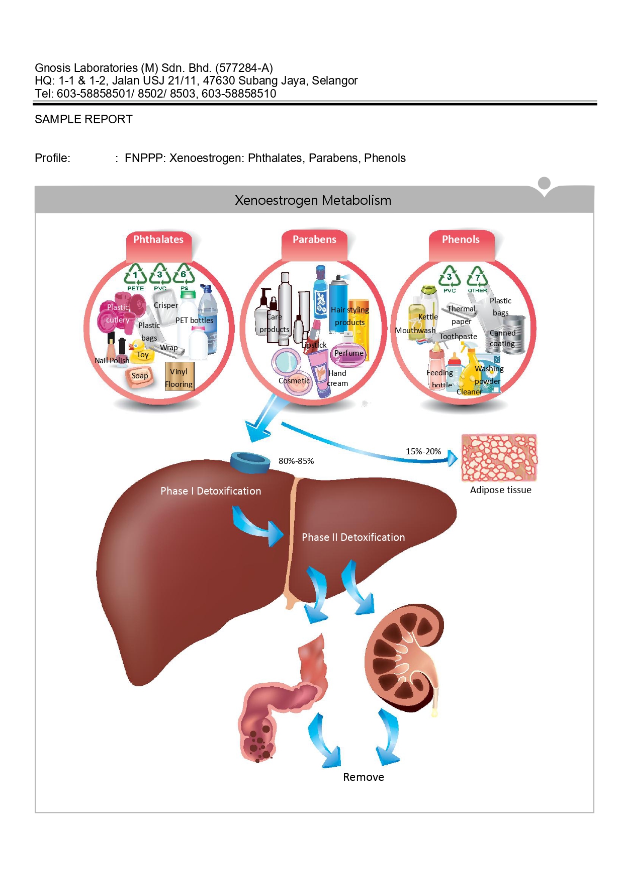 Xenoestrogen metabolism process: phthalates, parabens, phenols.